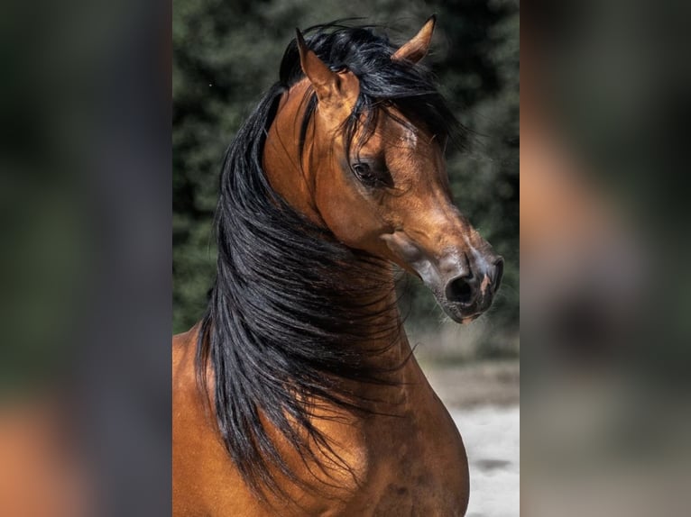 Purosangue arabo Stallone Baio in Waalwijk