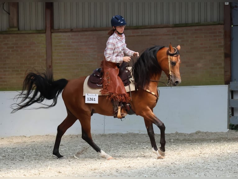 Purosangue arabo Stallone Baio in Waalwijk