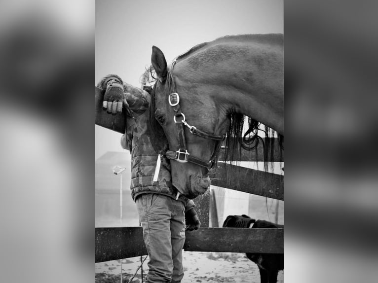 Purosangue arabo Stallone Baio in Waalwijk