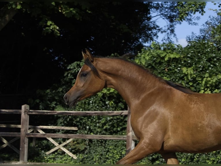 Purosangue arabo Stallone Baio in Zuidoostbeemster