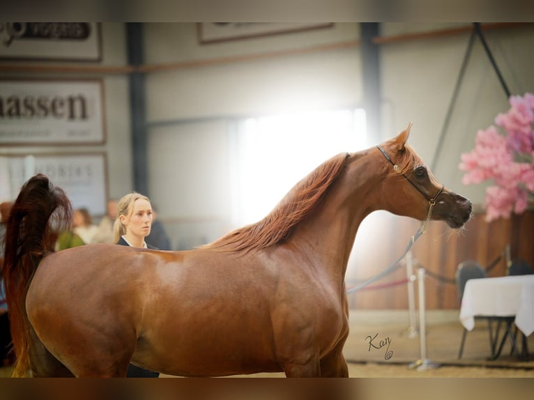 Purosangue arabo Stallone Baio in Zuidoostbeemster