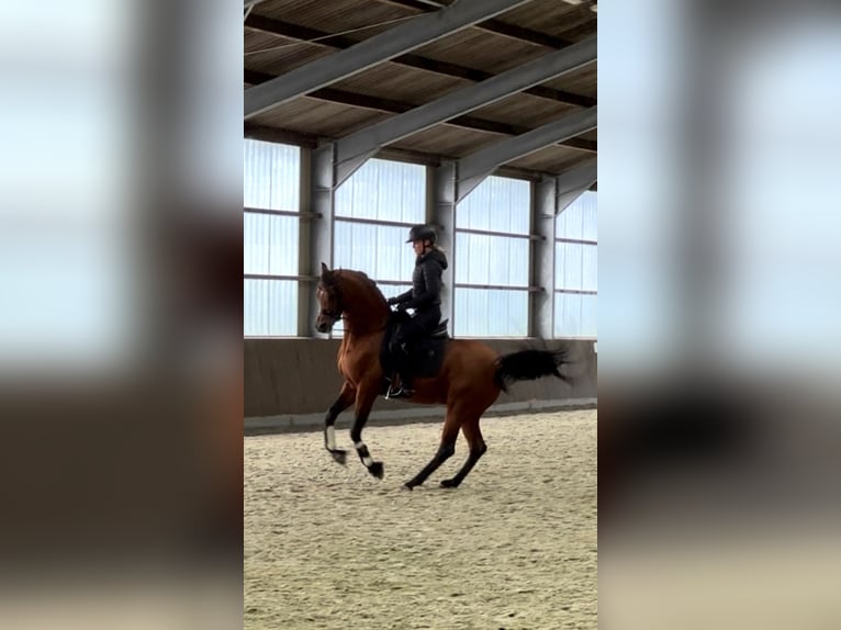 Purosangue arabo Stallone Baio in Zuidoostbeemster