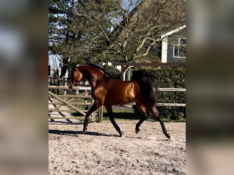 Purosangue arabo Stallone Baio in Zuidoostbeemster