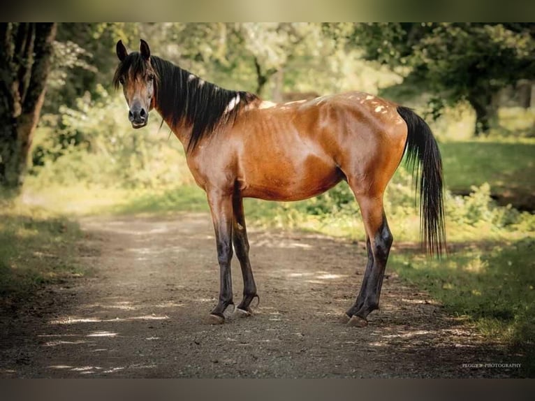 Purosangue arabo Stallone Baio in Caumont