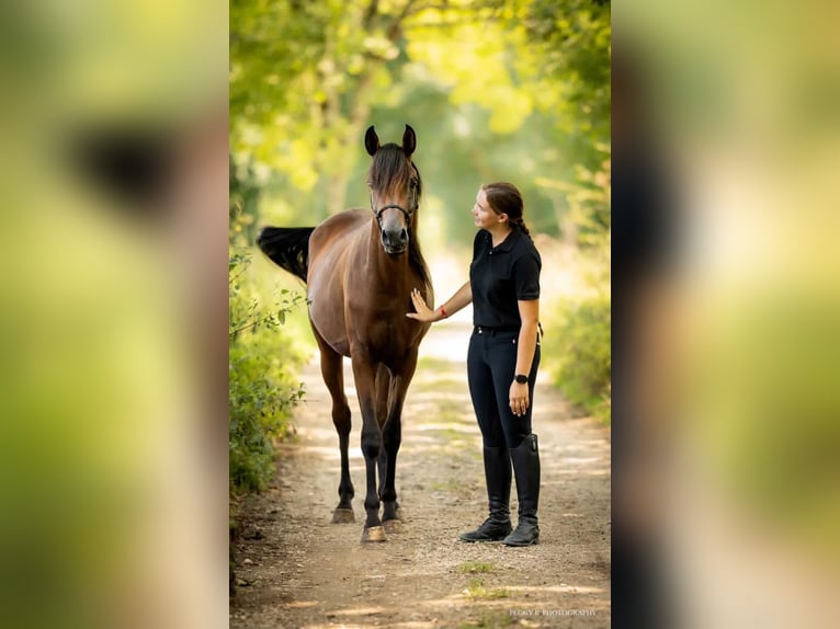 Purosangue arabo Stallone Baio in Caumont