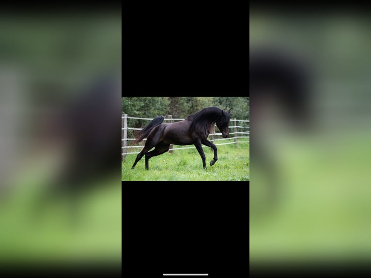Purosangue arabo Stallone Baio nero in Ingolstadt
