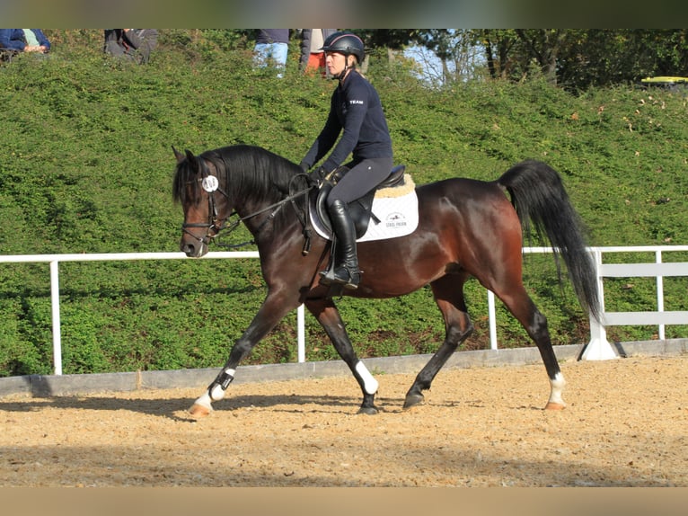 Purosangue arabo Stallone Baio scuro in Tiefenbach