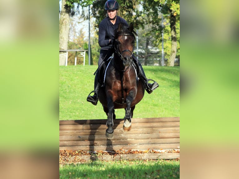 Purosangue arabo Stallone Baio scuro in Tiefenbach