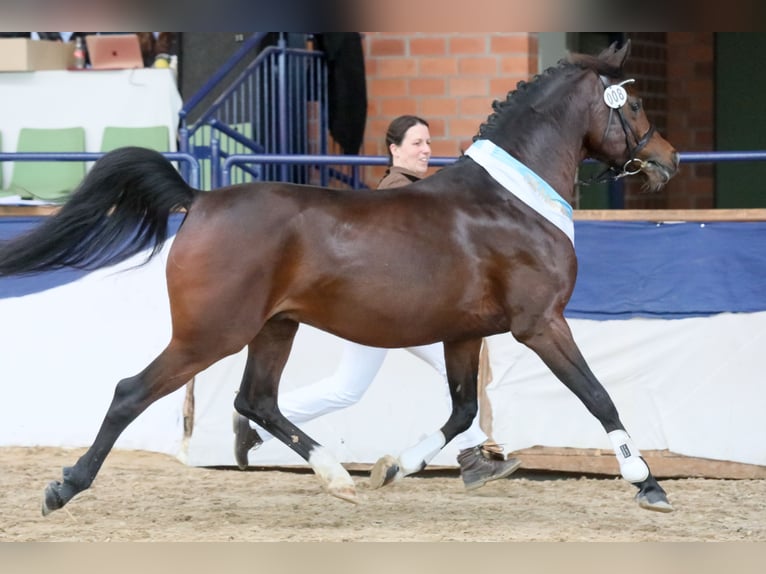 Purosangue arabo Stallone Baio scuro in Tiefenbach