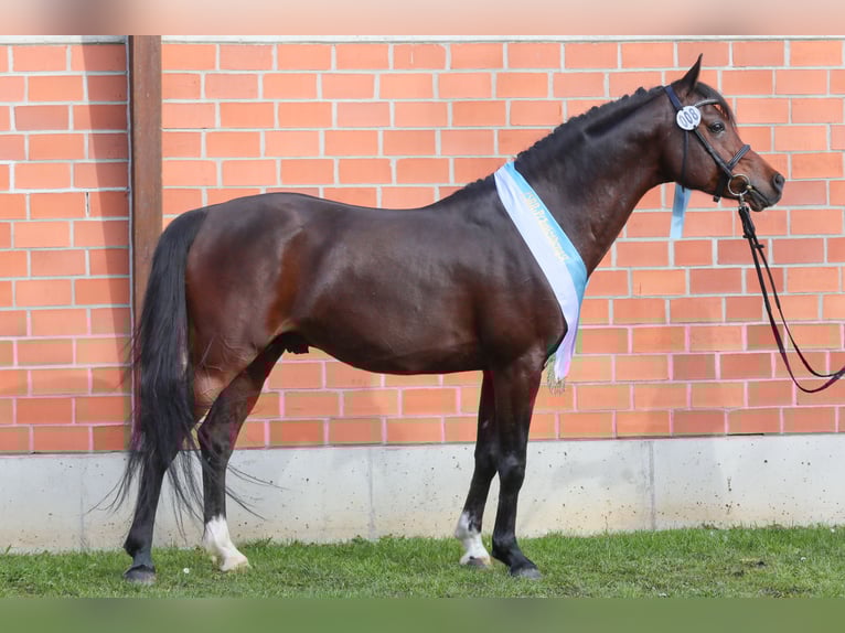 Purosangue arabo Stallone Baio scuro in Tiefenbach