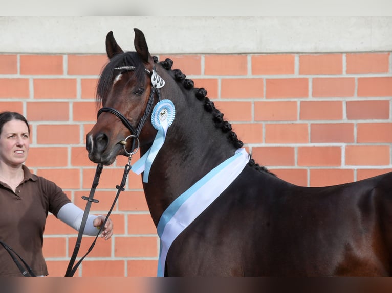 Purosangue arabo Stallone Baio scuro in Tiefenbach