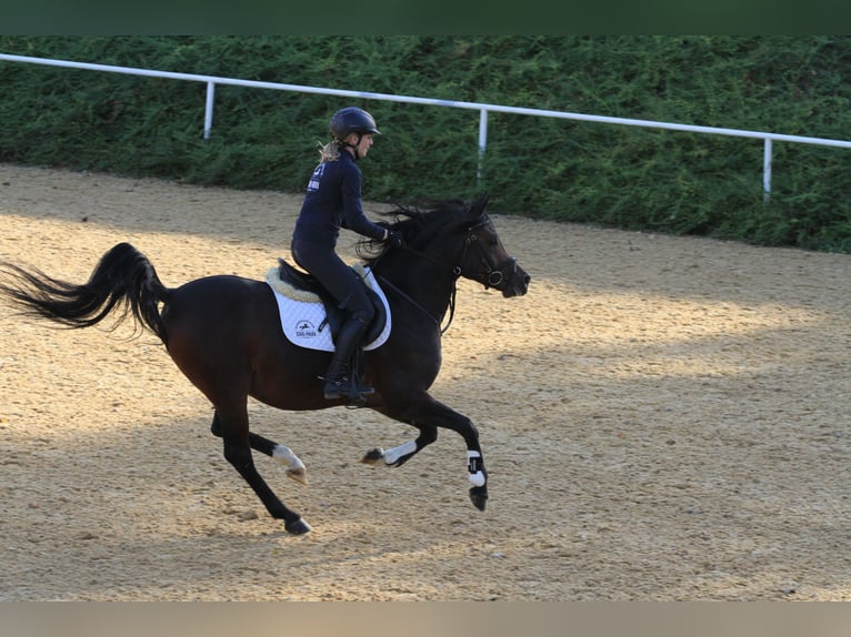 Purosangue arabo Stallone Baio scuro in Tiefenbach