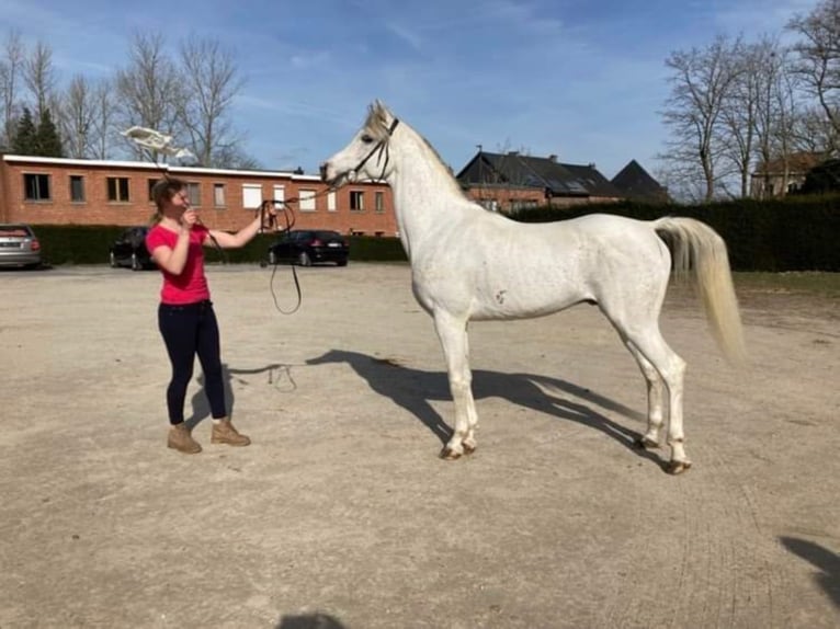 Purosangue arabo Stallone in Meerdonk