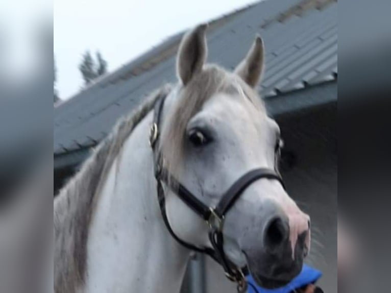 Purosangue arabo Stallone in Meerdonk