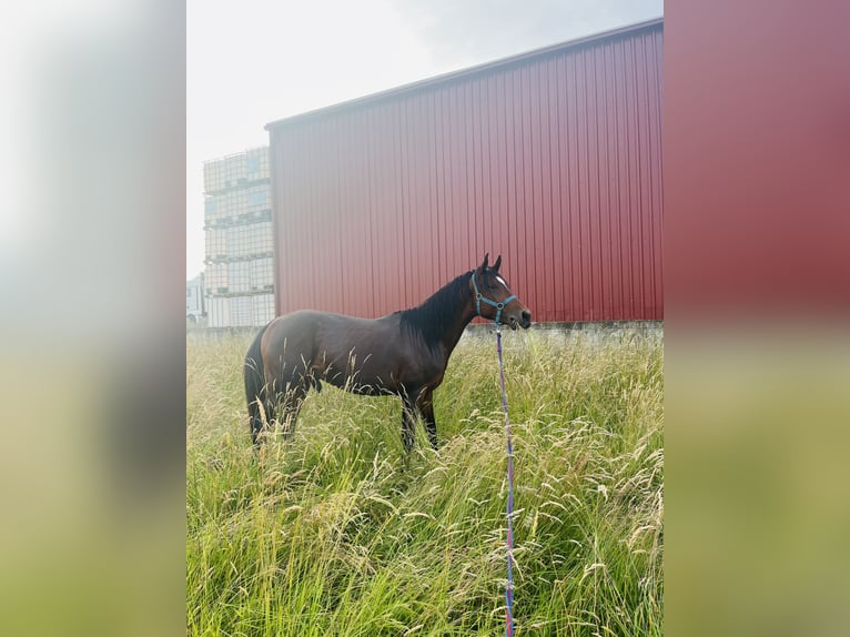 Purosangue arabo Stallone in Zagreb