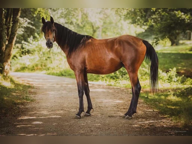 Purosangue arabo Stallone in Caumont