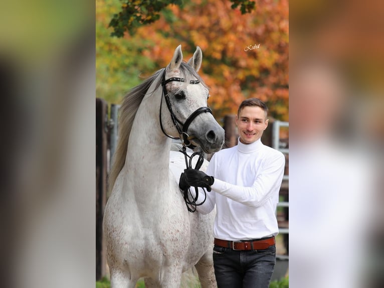 Purosangue arabo Stallone Grigio in Gemünden (Felda)