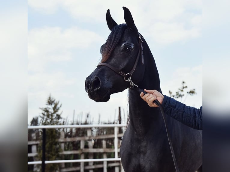 Purosangue arabo Stallone Morello in Tanta, Gharbia