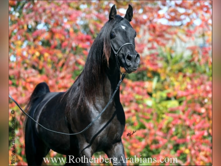 Purosangue arabo Stallone Morello in Monheim