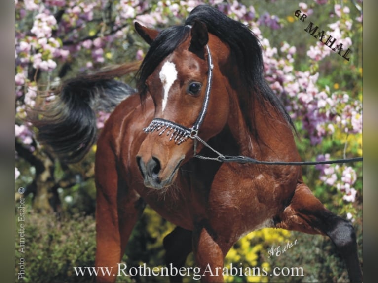 Purosangue arabo Stallone Morello in Monheim