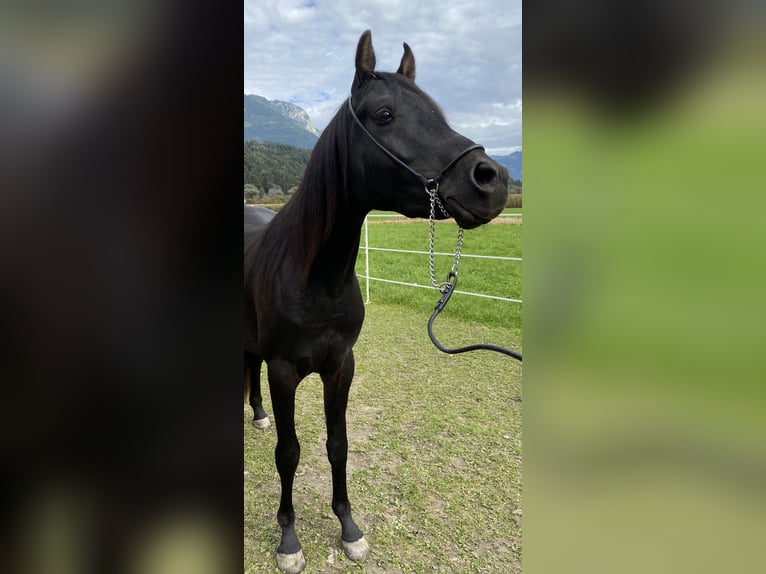 Purosangue arabo Stallone Morello in Radfeld