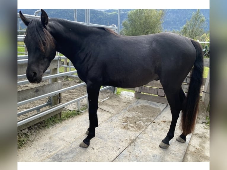 Purosangue arabo Stallone Morello in Radfeld