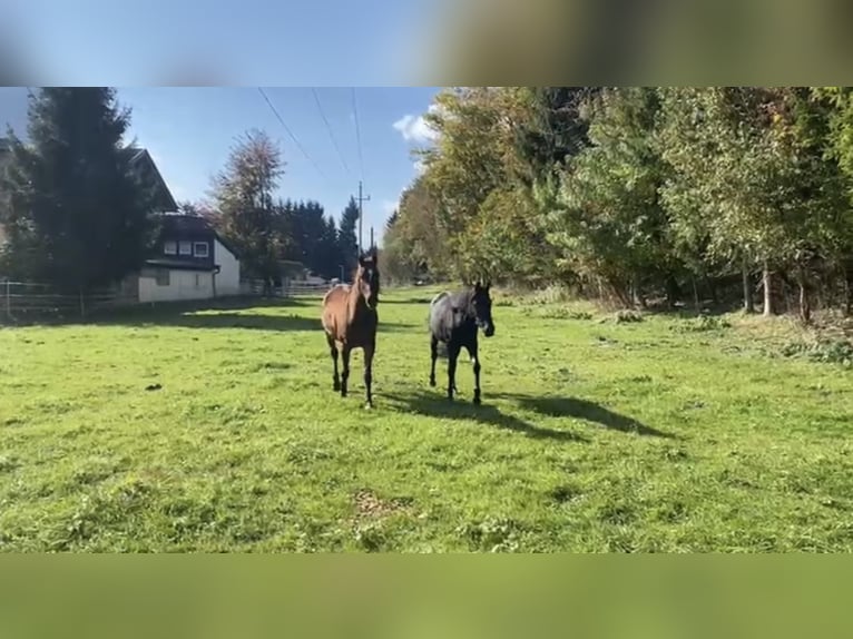 Purosangue arabo Stallone Morello in Radfeld