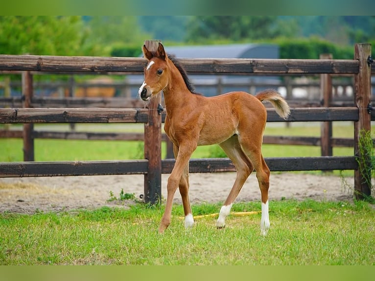 Purosangue arabo Stallone  100 cm Baio in Cromvoirt