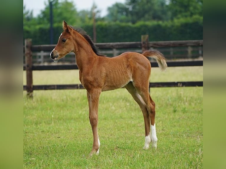 Purosangue arabo Stallone  100 cm Baio in Cromvoirt