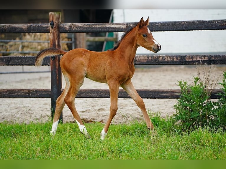Purosangue arabo Stallone  100 cm Baio in Cromvoirt