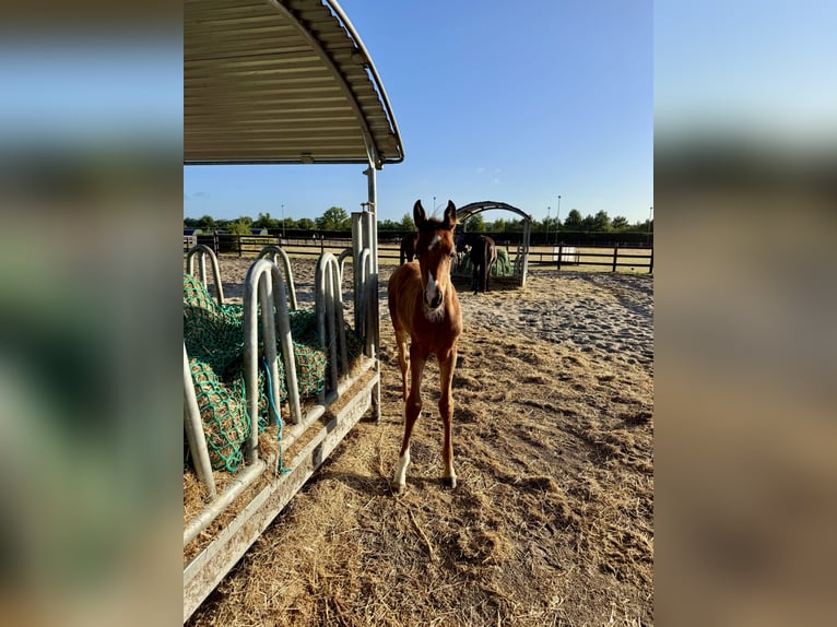 Purosangue arabo Stallone Puledri (01/2025) 100 cm Baio in Cromvoirt
