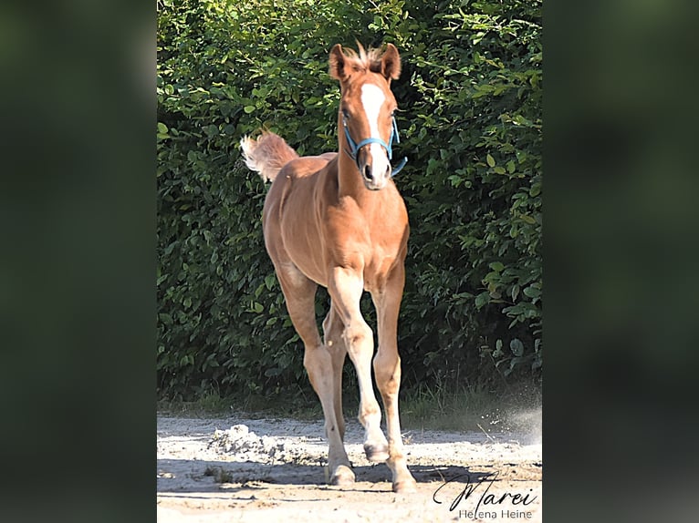 Purosangue arabo Stallone Puledri (06/2025) 152 cm Sauro scuro in Schee&#xDF;el