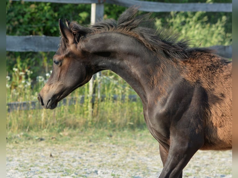 Purosangue arabo Stallone Puledri (01/2025) 153 cm Baio scuro in Koprivnica