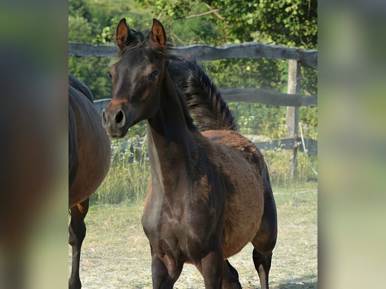 Purosangue arabo Stallone Puledri (01/2025) 153 cm Baio scuro in Koprivnica