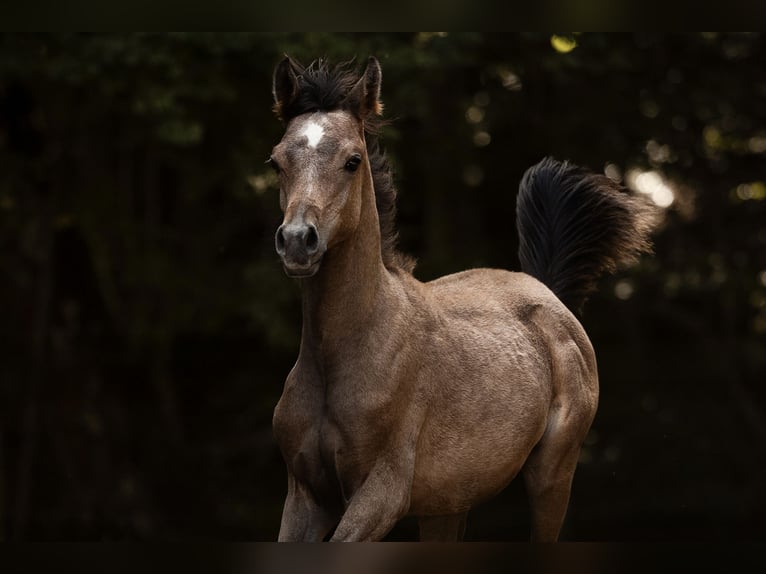 Purosangue arabo Stallone Puledri (04/2025) 153 cm Grigio in Reichshof