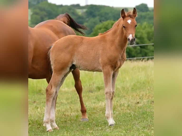 Purosangue arabo Stallone Puledri (04/2026) 155 cm Baio in Gemünden (Felda)