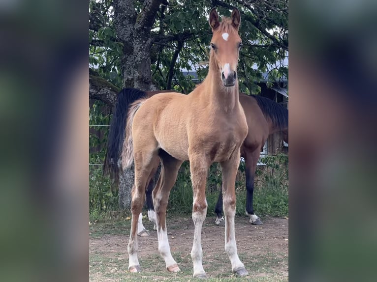 Purosangue arabo Stallone Puledri (04/2026) 155 cm Baio in Gemünden (Felda)