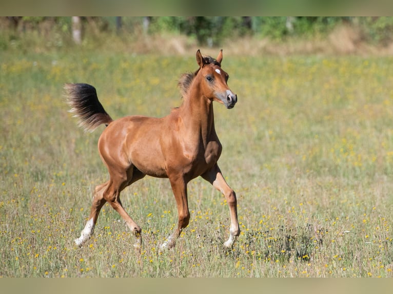 Purosangue arabo Stallone Puledri (04/2026) 155 cm Baio in Gemünden (Felda)