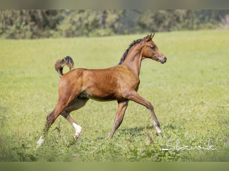 Purosangue arabo Stallone  155 cm Baio in Hinterstoder