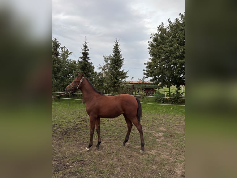 Purosangue arabo Stallone Puledri (04/2026) 155 cm Baio ciliegia in Szepietowo
