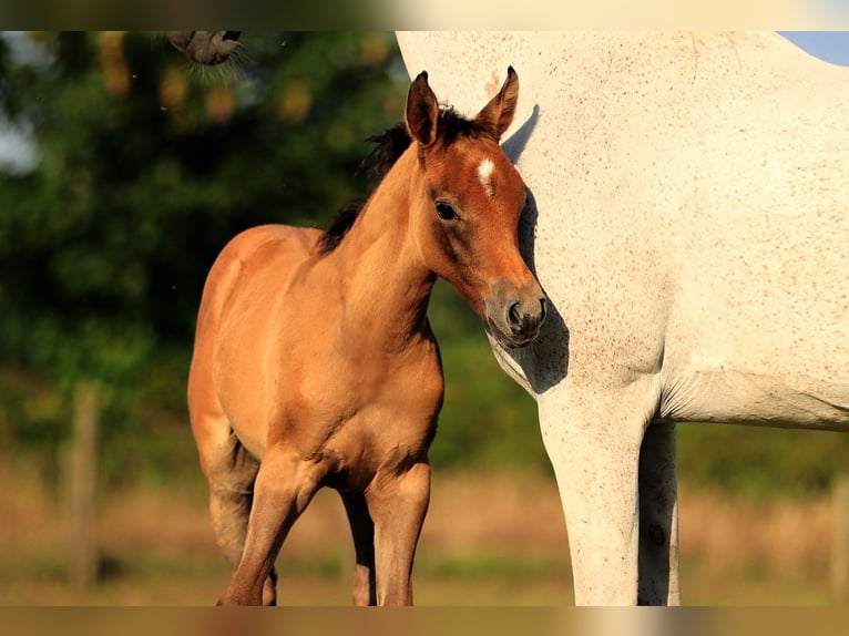 Purosangue arabo Stallone  155 cm Grigio in Zuidveld