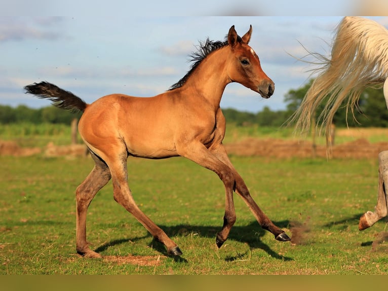 Purosangue arabo Stallone  155 cm Grigio in Zuidveld