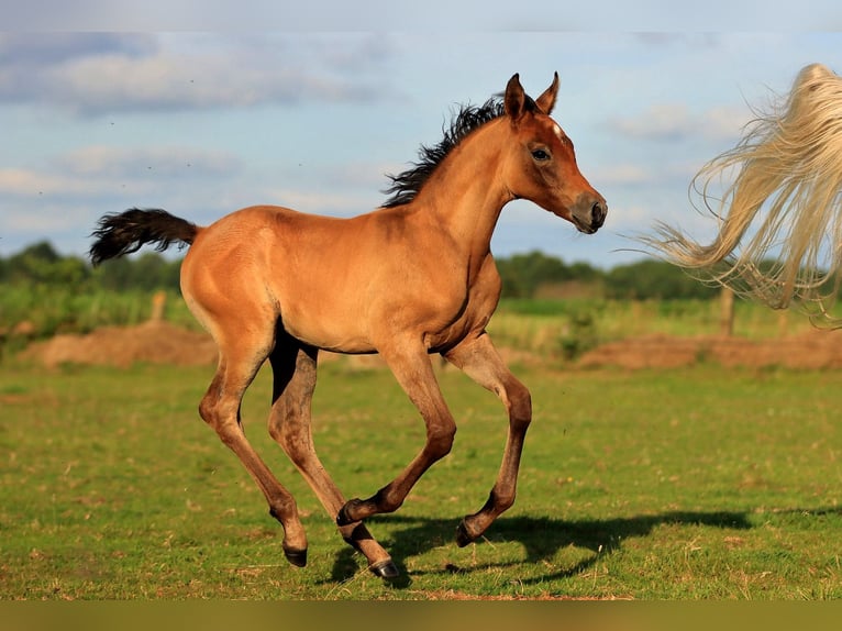 Purosangue arabo Stallone  155 cm Grigio in Zuidveld