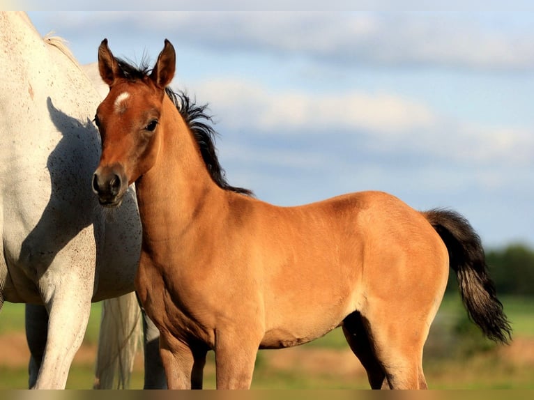 Purosangue arabo Stallone  155 cm Grigio in Zuidveld