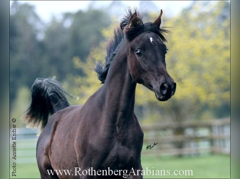 Purosangue arabo Stallone  155 cm Grigio ferro in Monheim