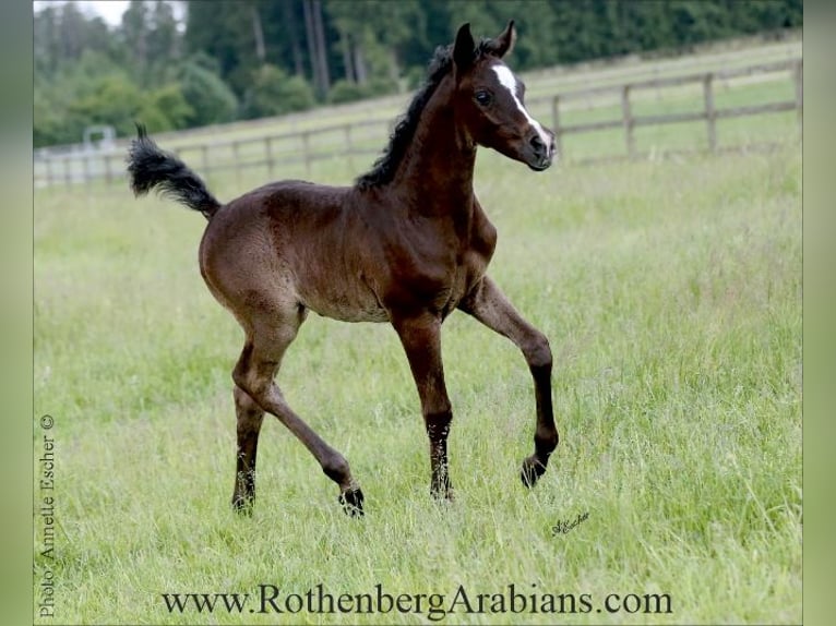 Purosangue arabo Stallone  155 cm Grigio ferro in Monheim