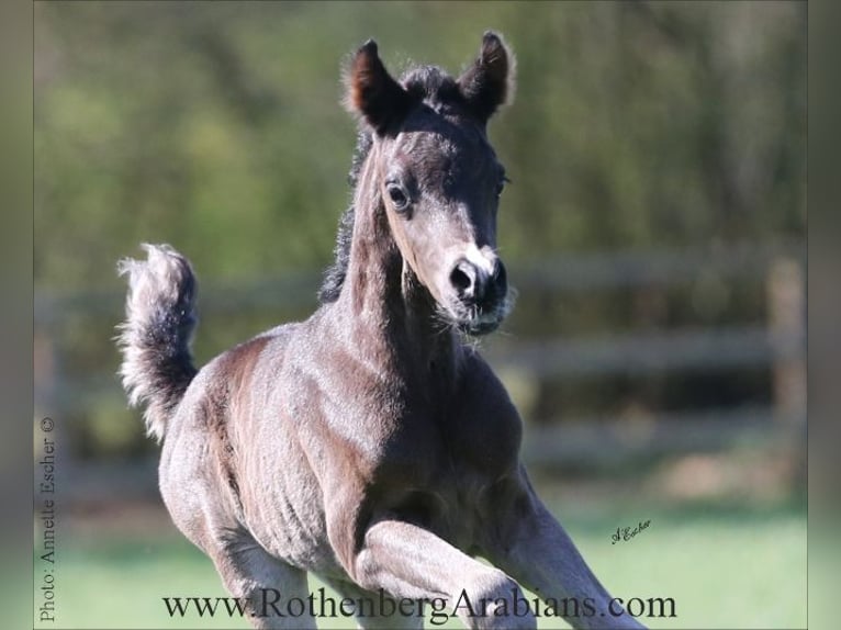 Purosangue arabo Stallone  155 cm Morello in Monheim