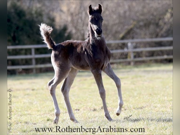 Purosangue arabo Stallone  155 cm Morello in Monheim