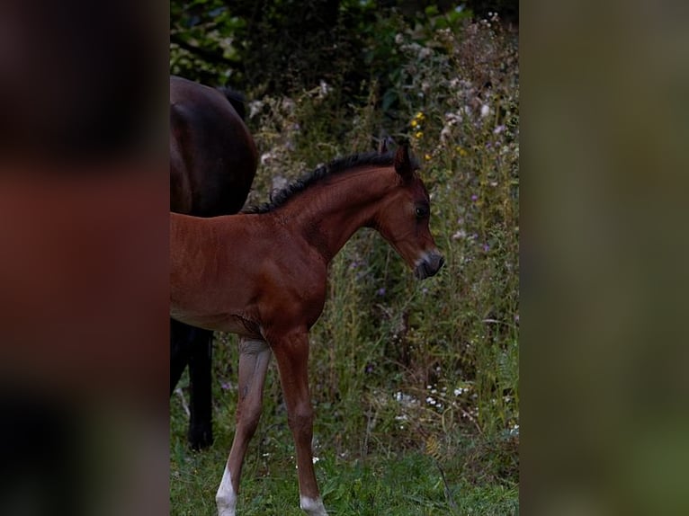 Purosangue arabo Stallone Puledri (01/2025) 156 cm Baio in Goven