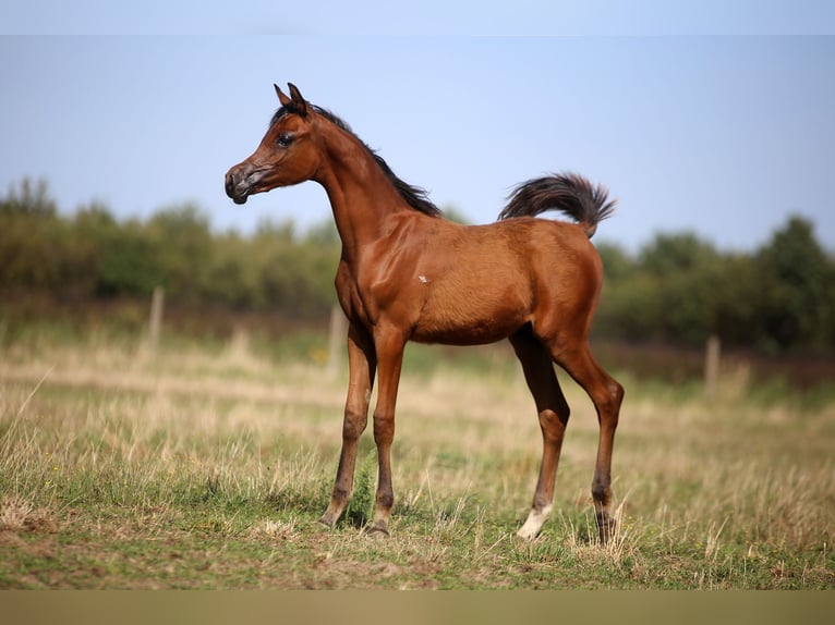Purosangue arabo Stallone Puledri (04/2026) 157 cm Baio in Stryków